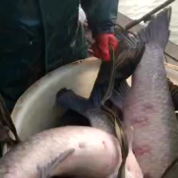 青鱼