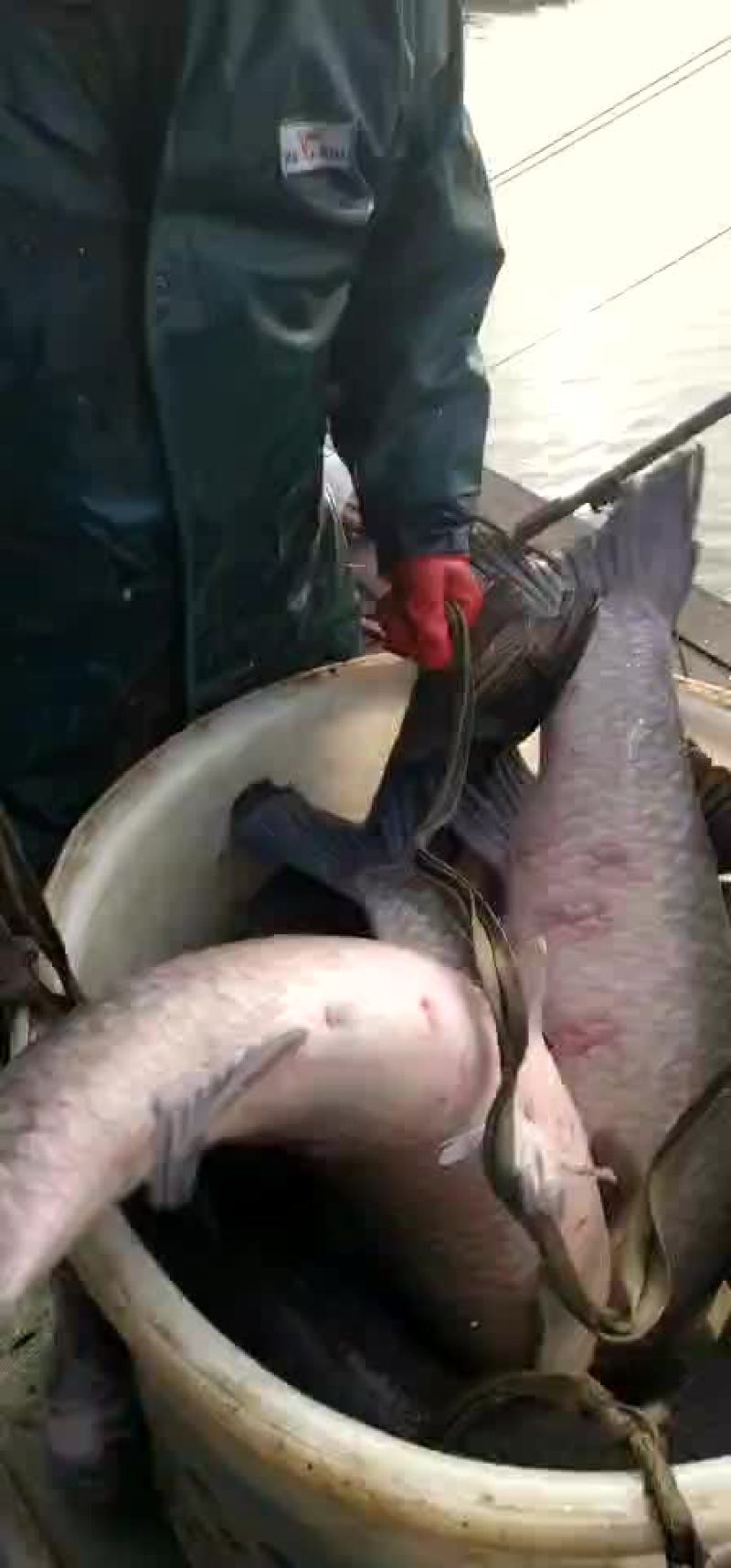 青鱼