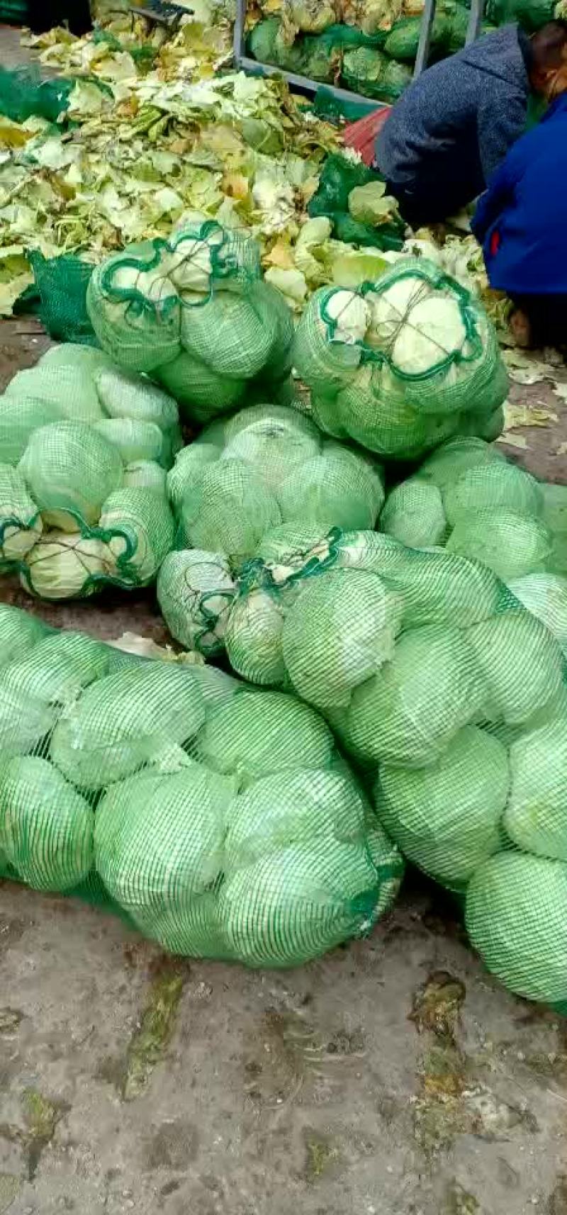 包菜