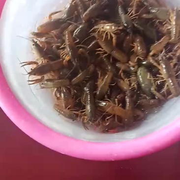 小龙虾种苗批发免费提供养殖技术