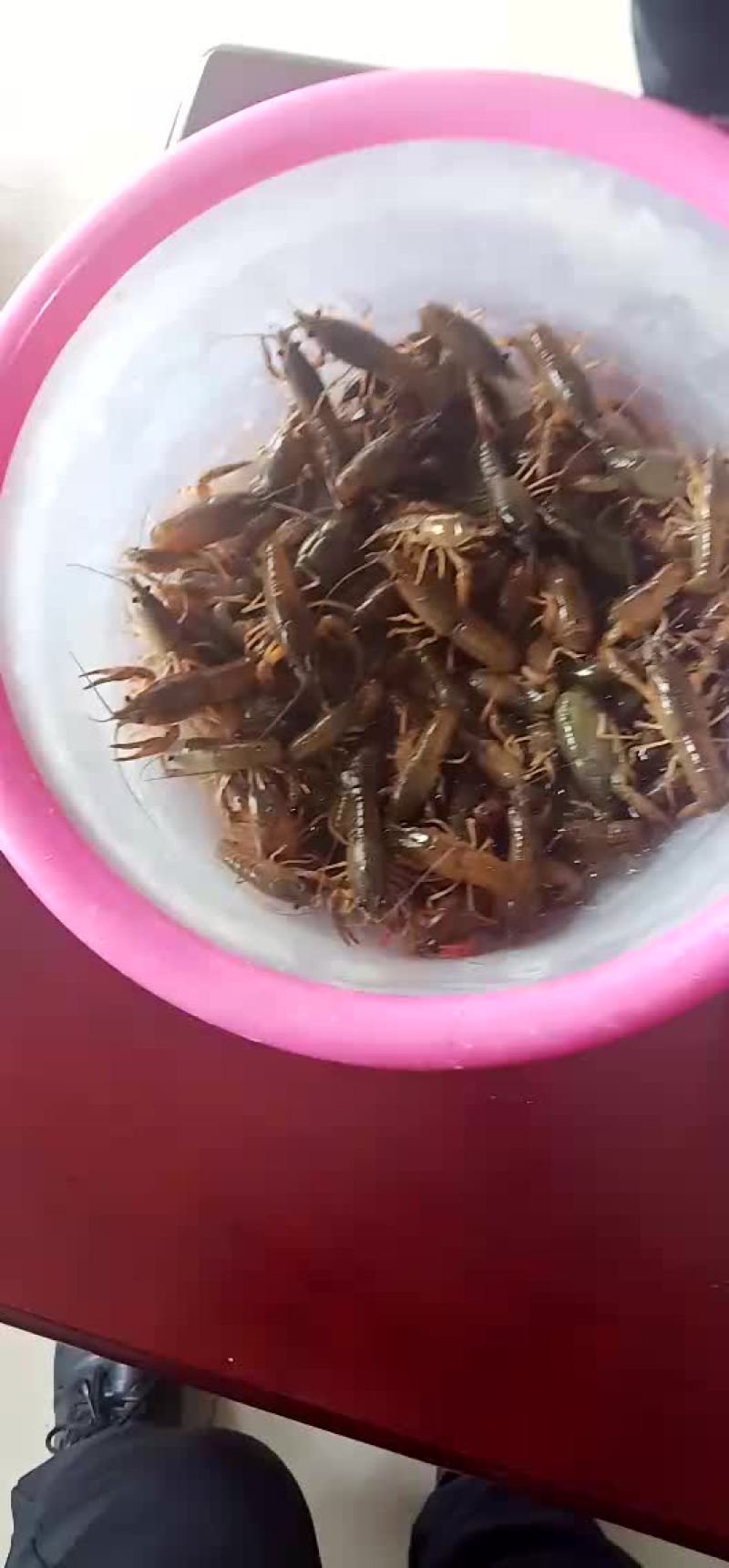 小龙虾种苗批发免费提供养殖技术