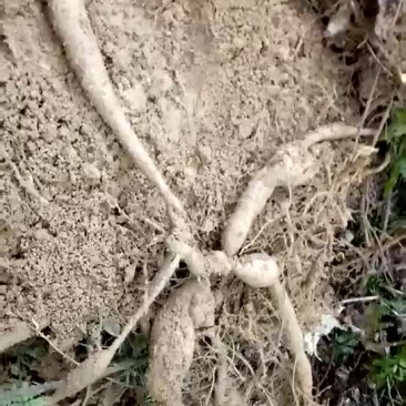 搞货