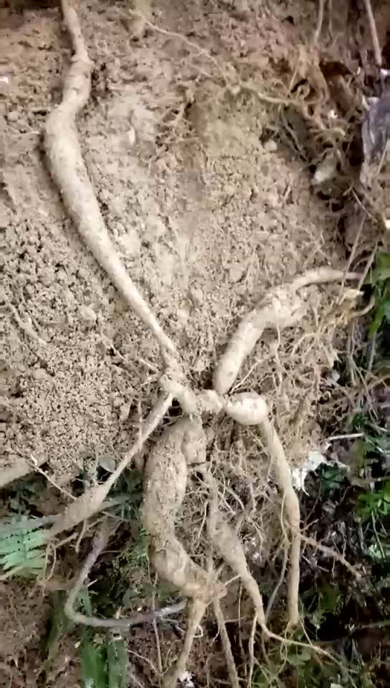 搞货