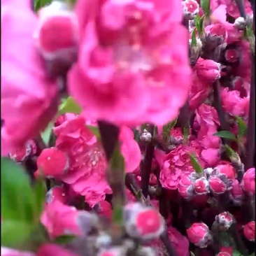 青叶桃花桃花