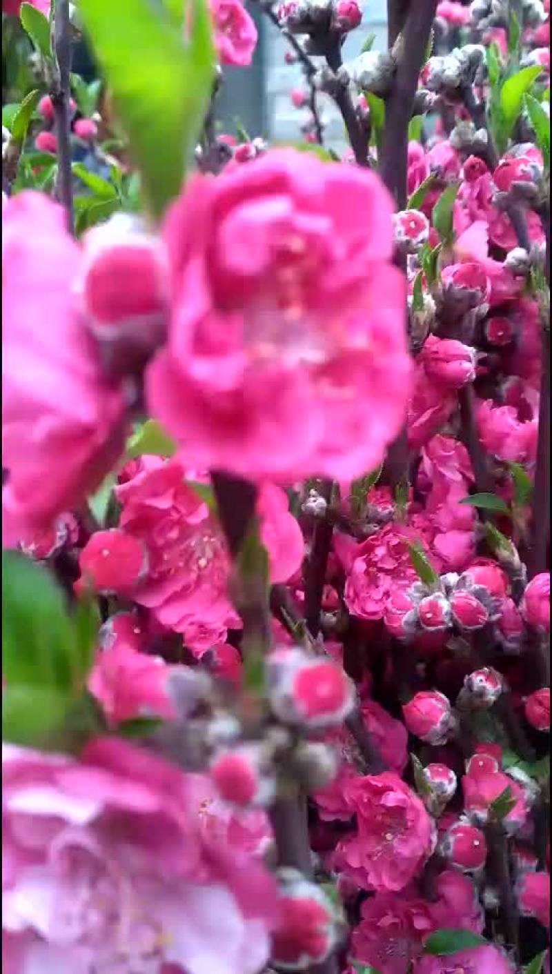 青叶桃花桃花