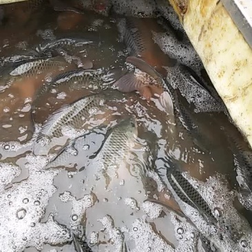 鲤鱼