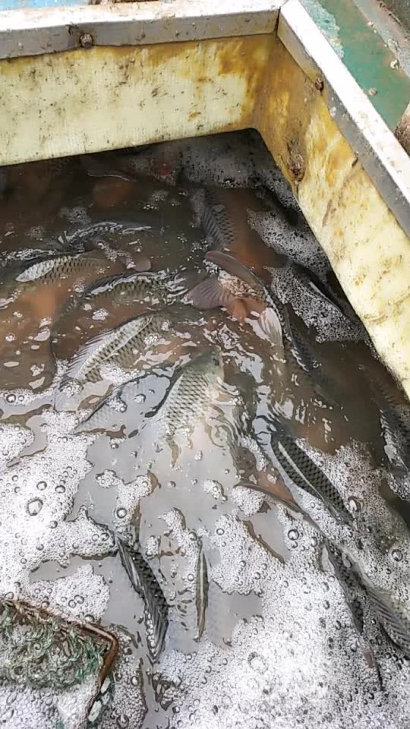 鲤鱼