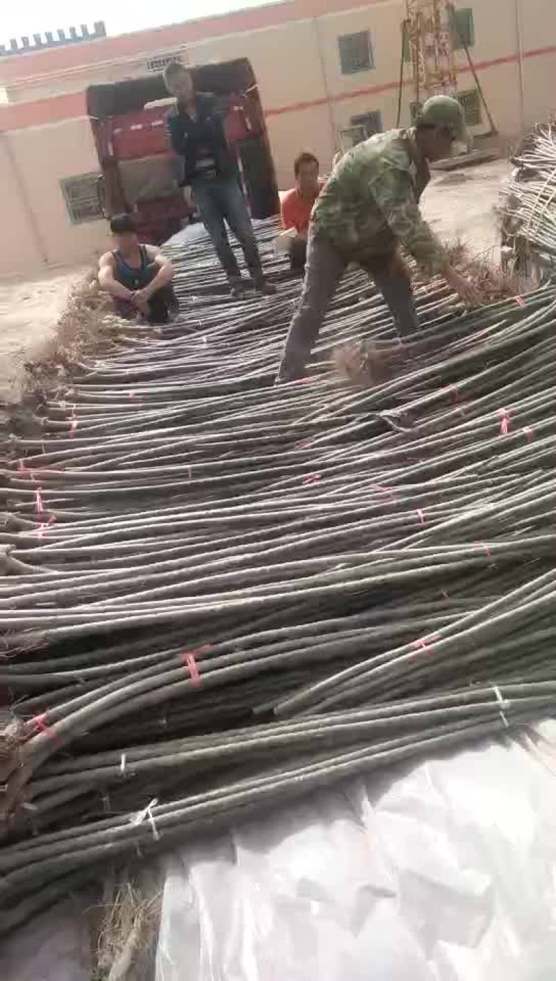 新疆扬