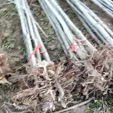 新疆扬