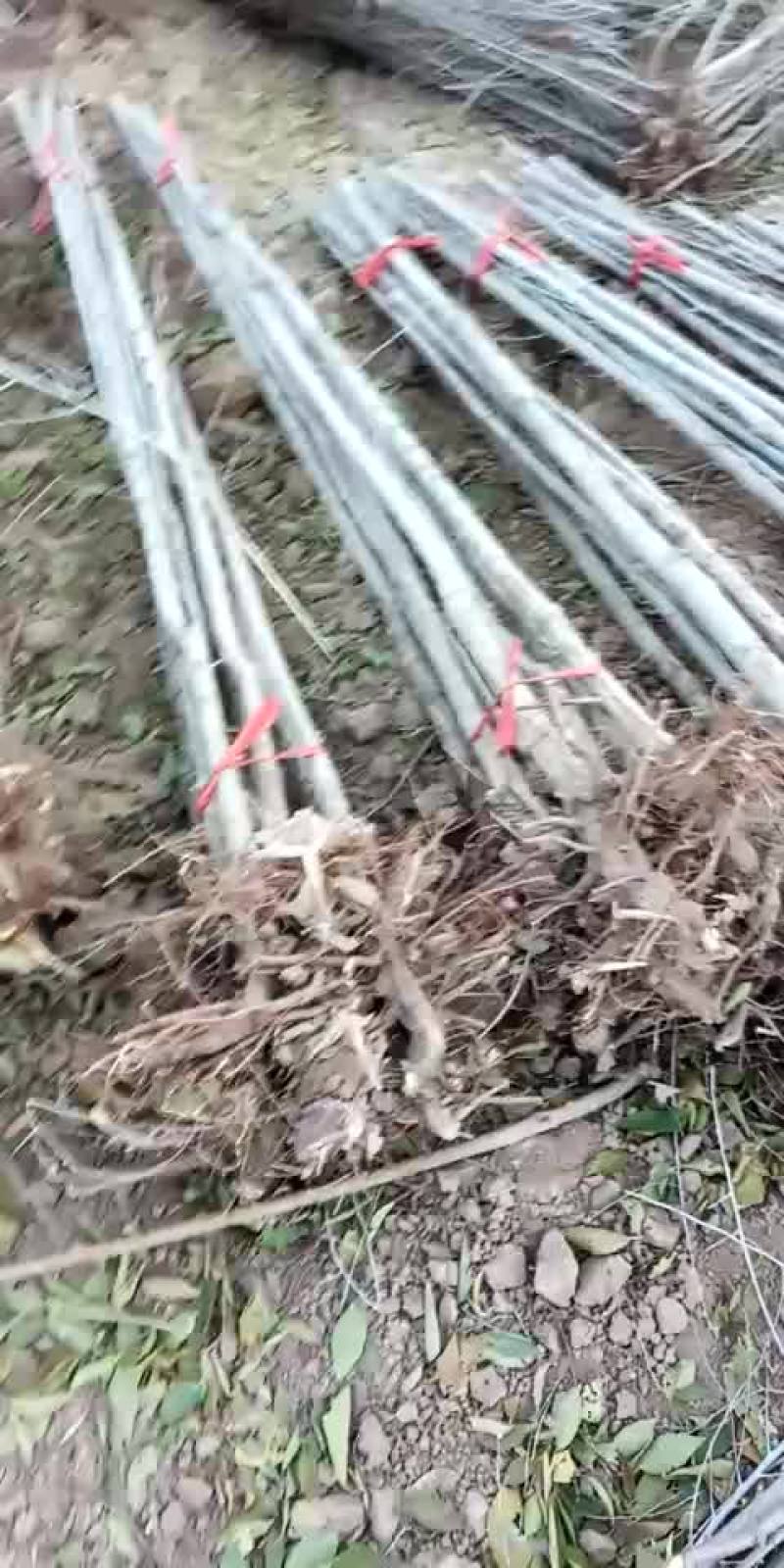 新疆扬