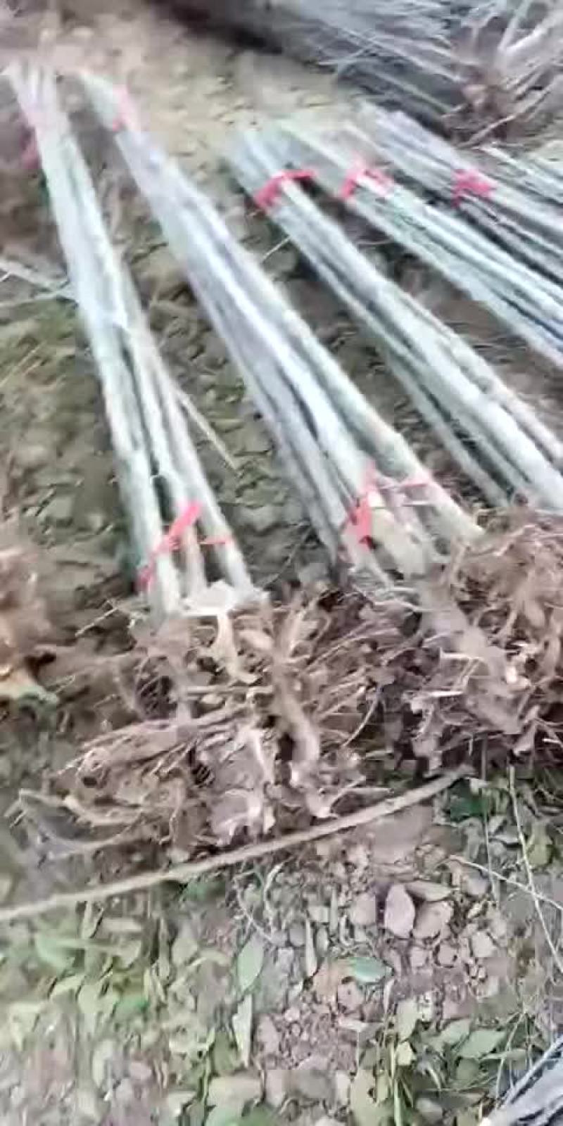 白榆，2到6公分。都有