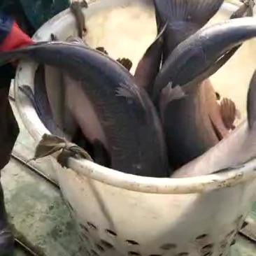 大青鱼