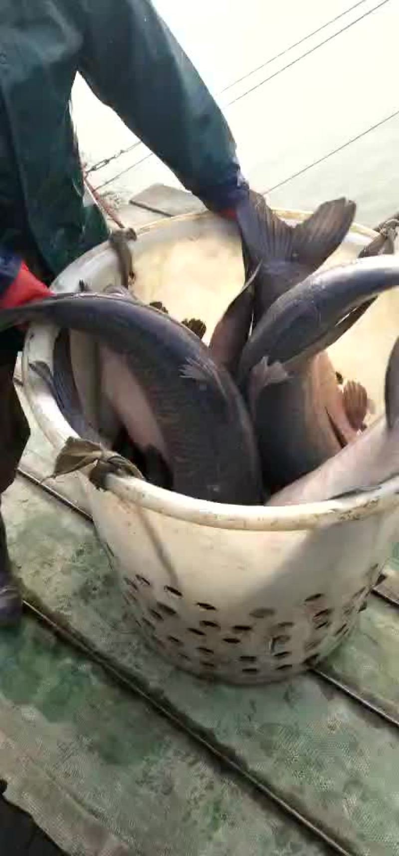 大青鱼