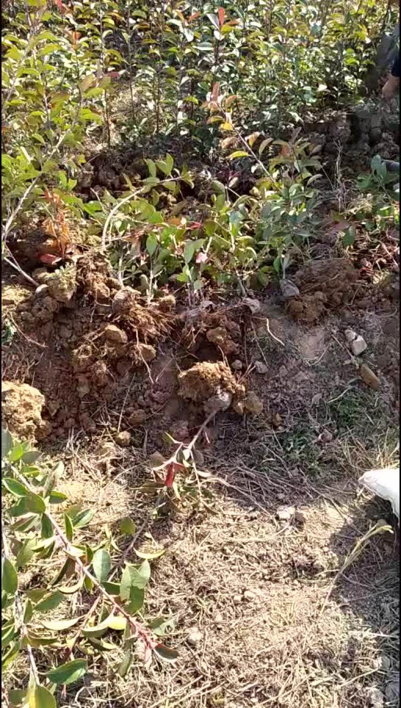 红叶石楠苗，，，，，，，，，，