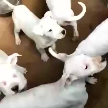 出售：杜高犬幼犬，包健康，包纯种，全国包邮