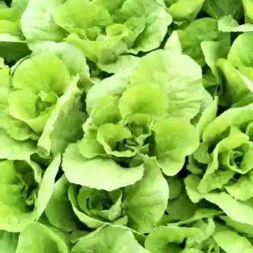 蔬菜