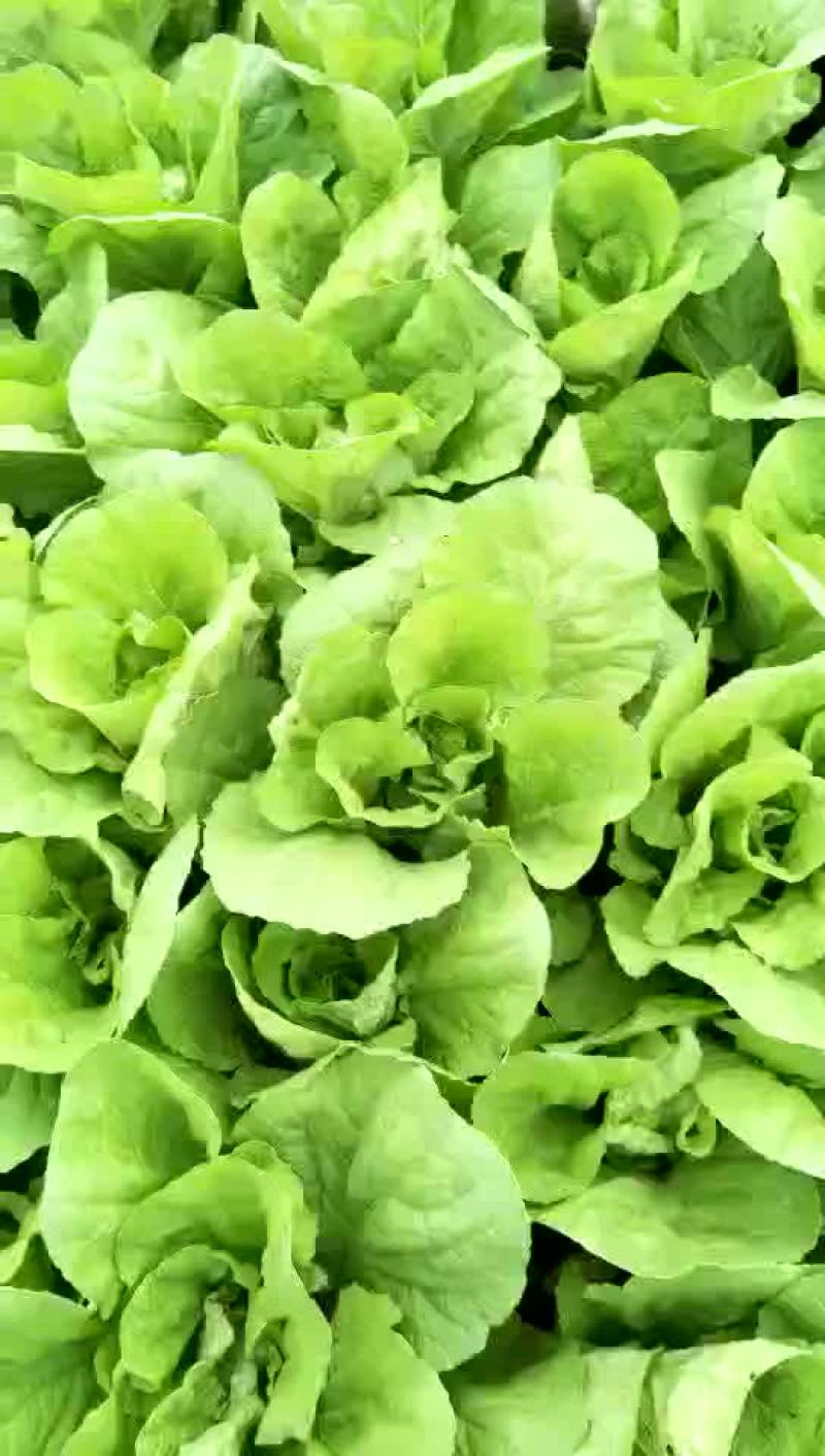 蔬菜