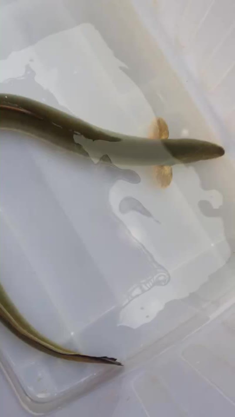 土鳗鱼精品河鳗湖鳗江鳗鳗鲡淡水鱼批发