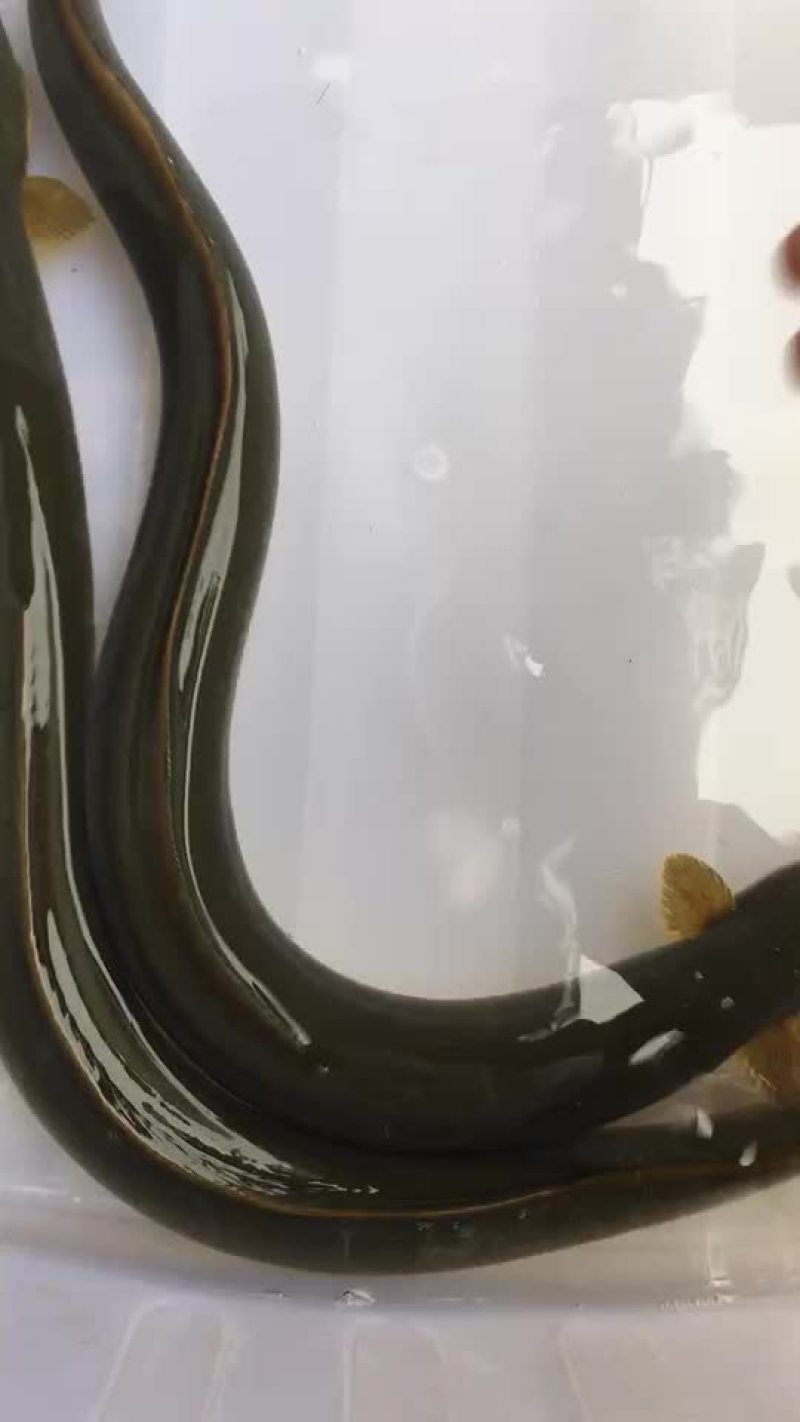 土鳗鱼精品河鳗湖鳗江鳗鳗鲡淡水鱼批发