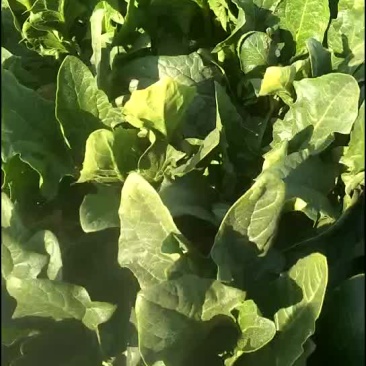 好菜