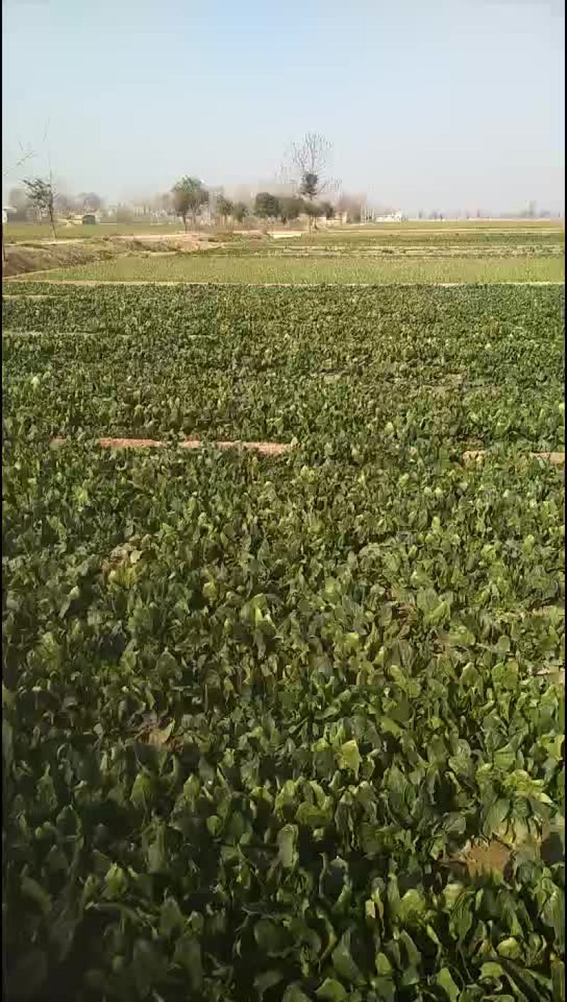 好菜