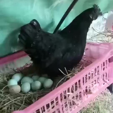 五黑鸡绿壳蛋