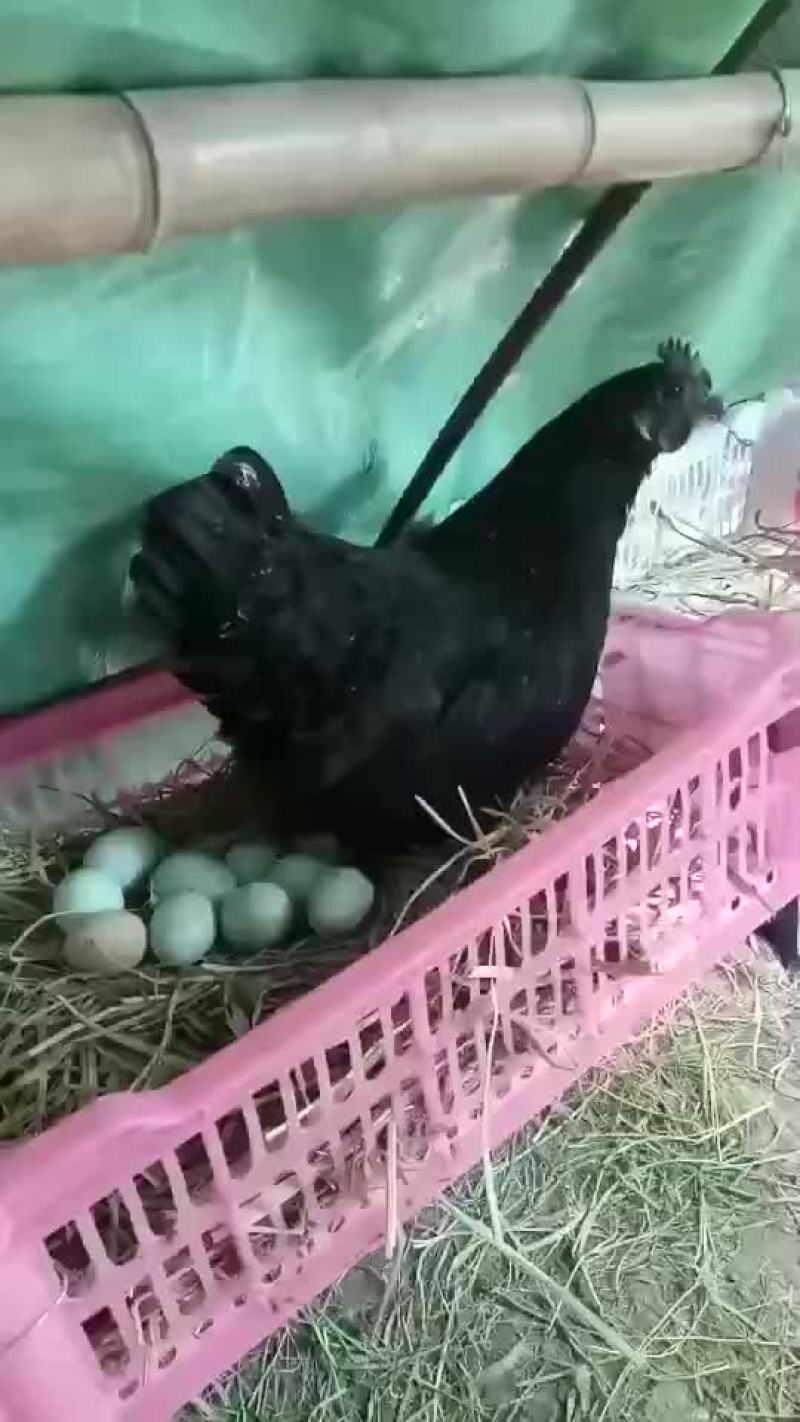 五黑鸡绿壳蛋