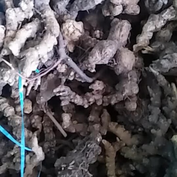 纯野生苍术供应
