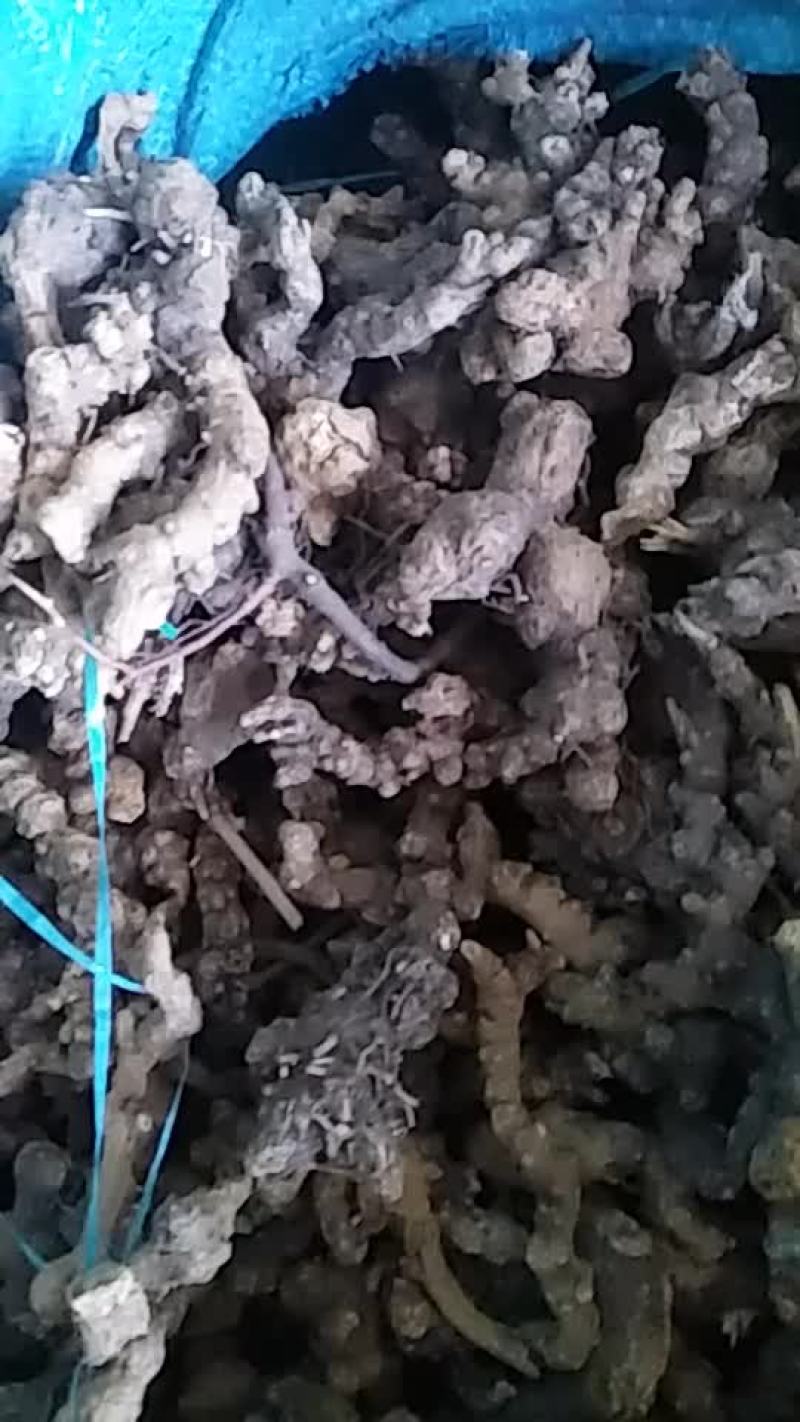 纯野生苍术供应