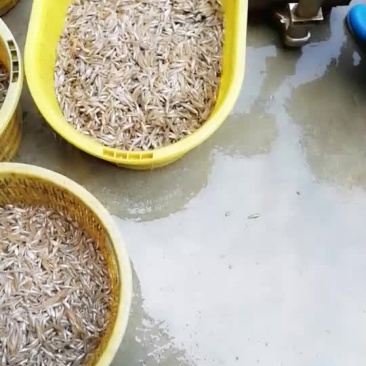 鱼仔河虾