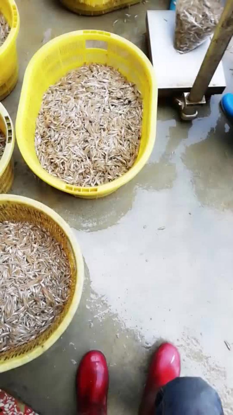 鱼仔河虾