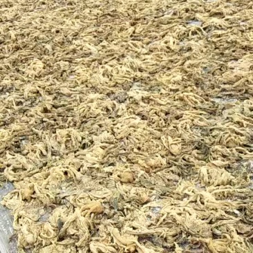 优质梅菜