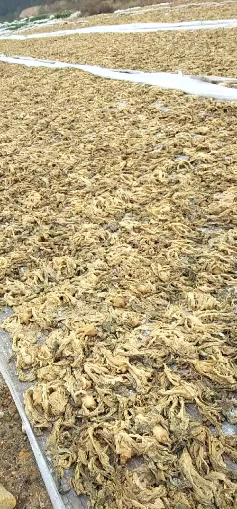 优质梅菜