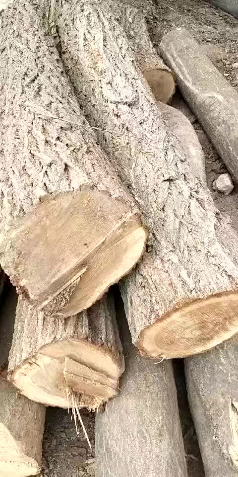长年出售榆木，椿木，槐木，有需要的提前预定。