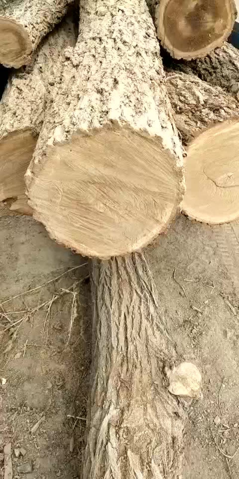 长年出售榆木，椿木，槐木，有需要的提前预定。
