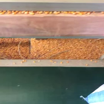 干玉米，水份不超15