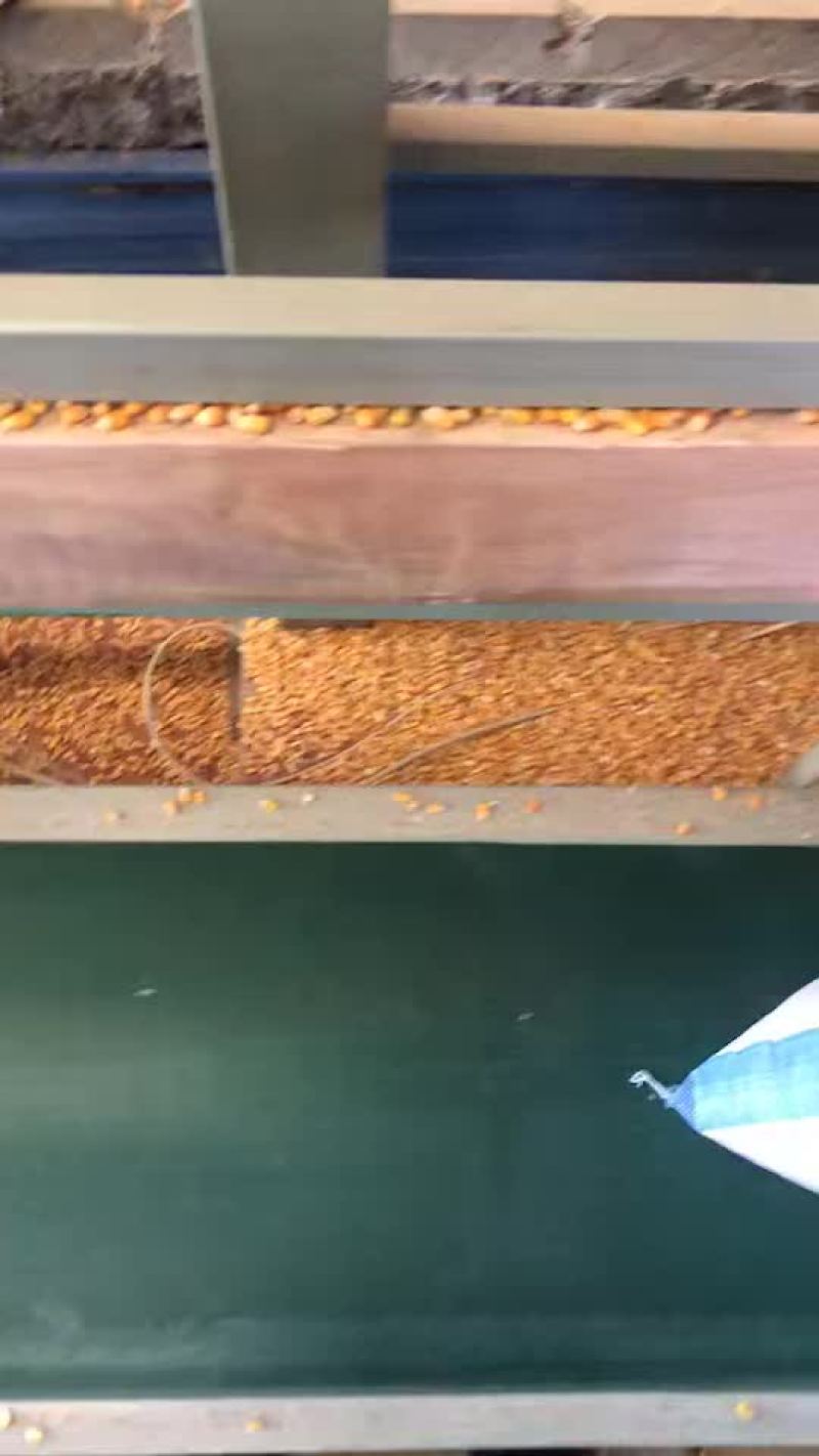 干玉米，水份不超15