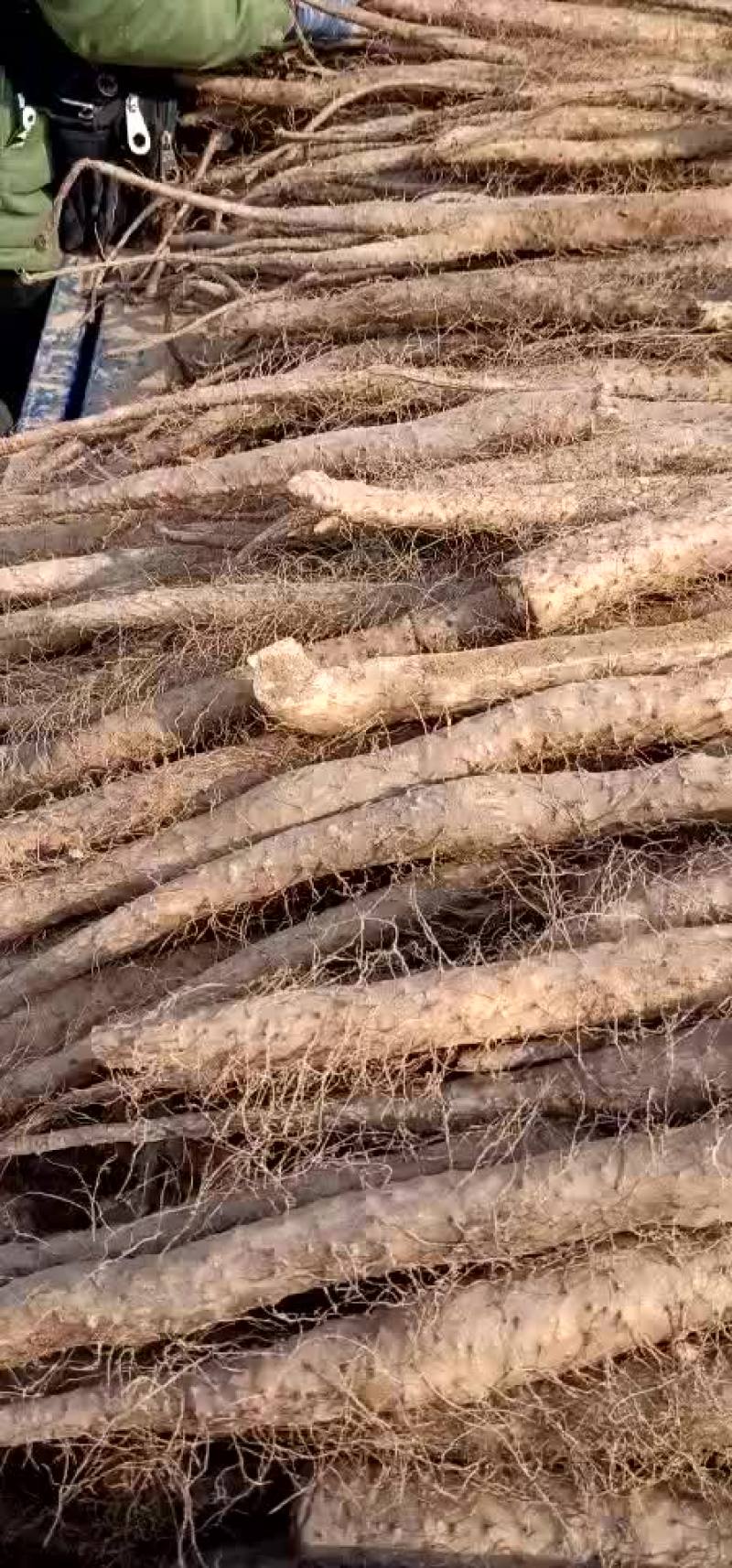 山药