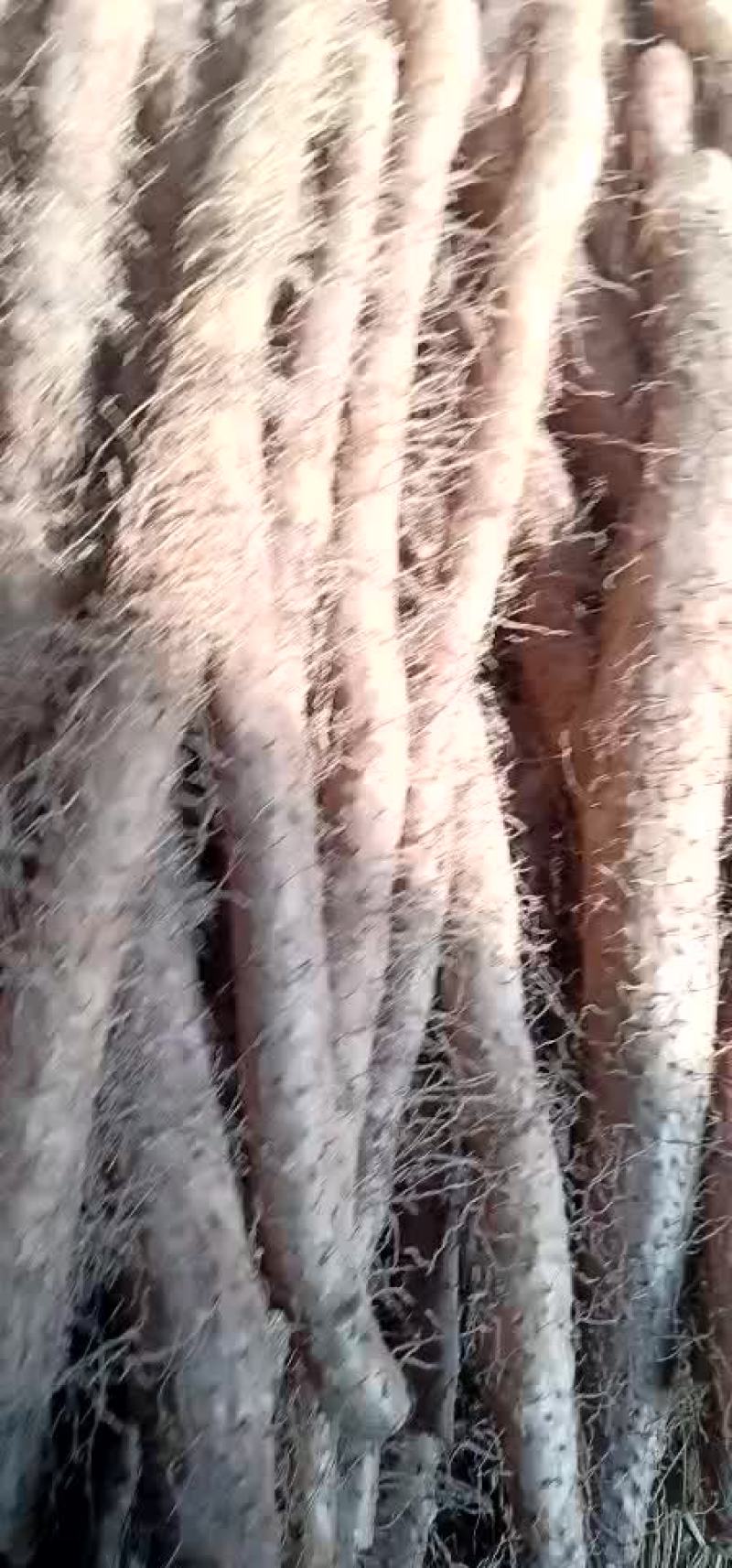 山药
