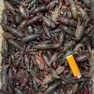 潜江小龙虾(234)小青