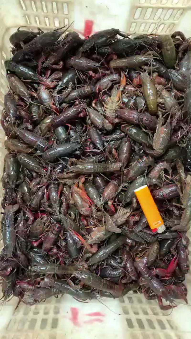 潜江小龙虾(234)小青