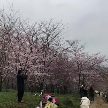 樱花树