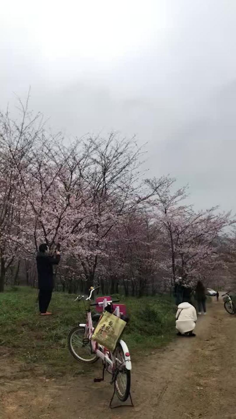 樱花树