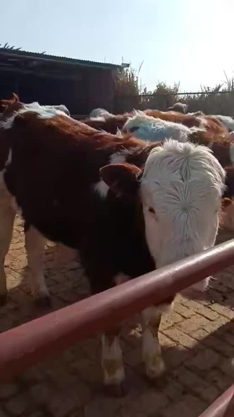 牛