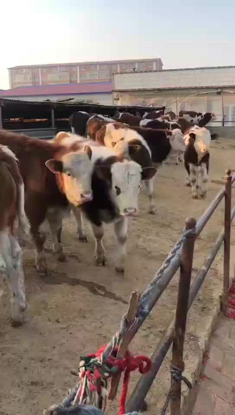 牛