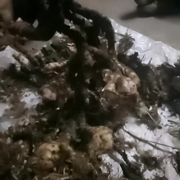 野生石菖蒲