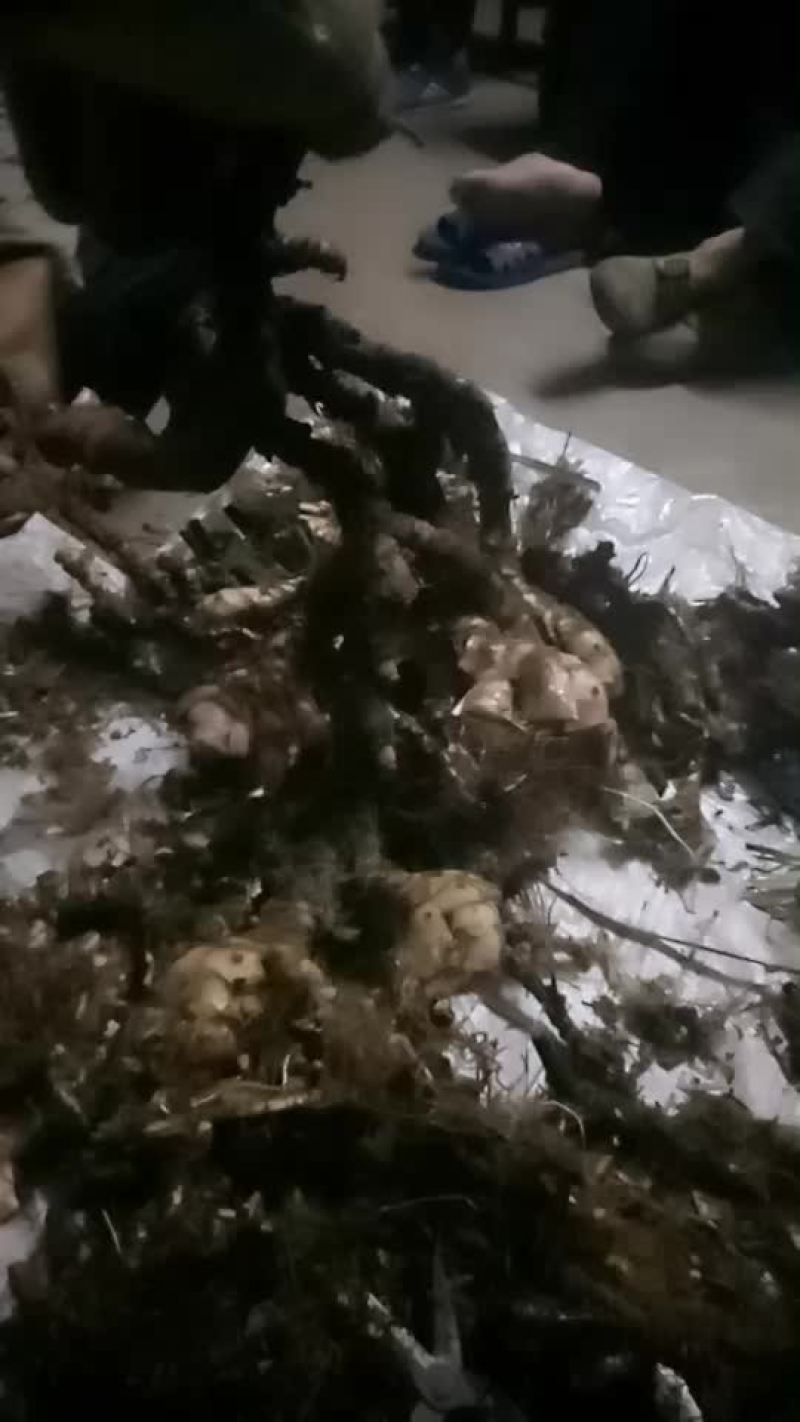 野生石菖蒲