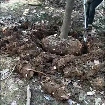 广玉兰