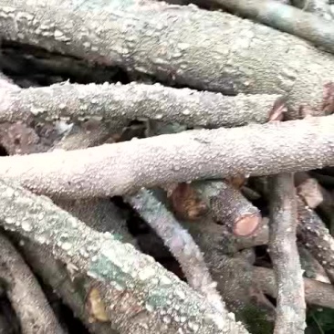 飞龙掌血藤。