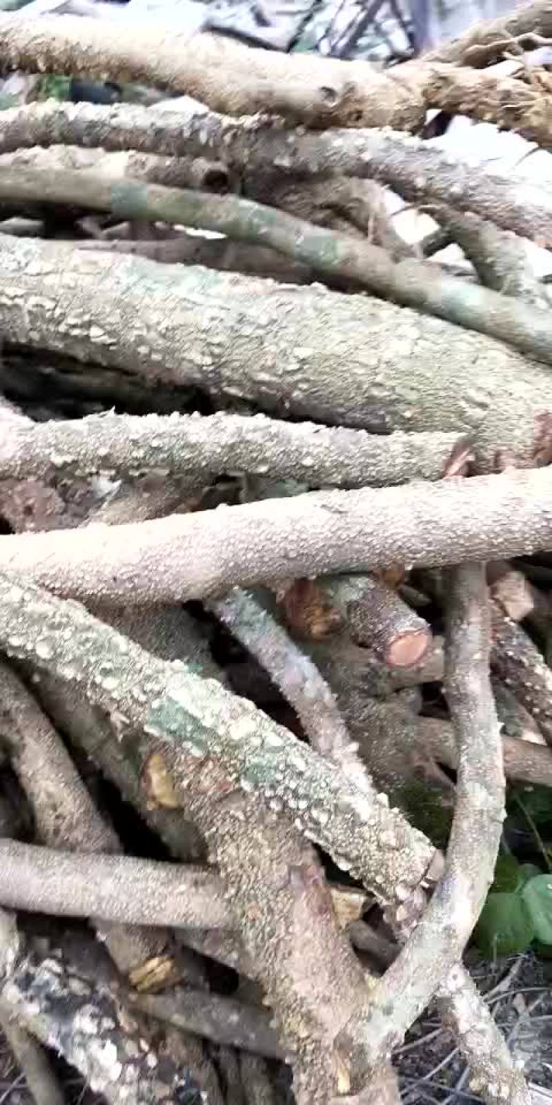 飞龙掌血藤。